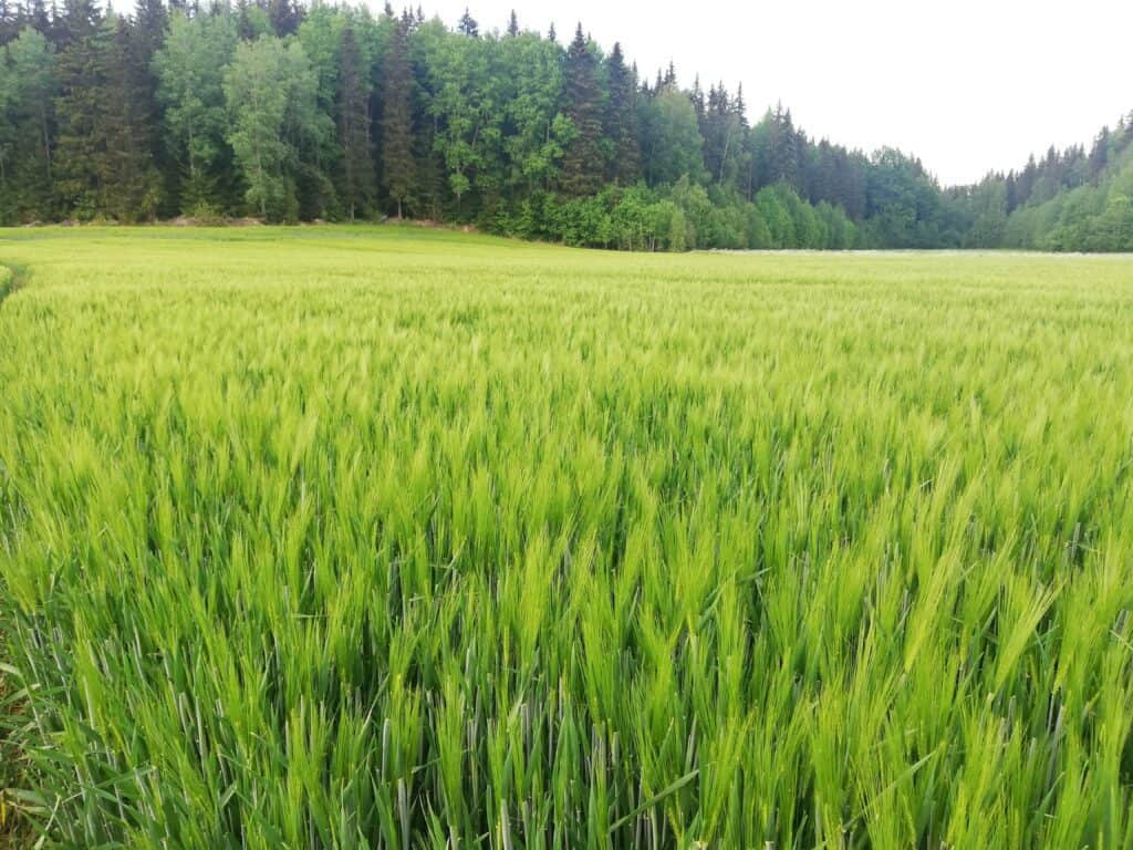 Ohrat Junttilan Tila Ohrat Junttilan Tila