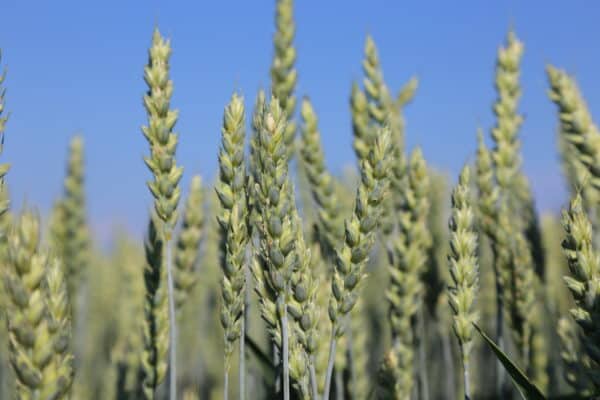 Jaarli vehnä peltosiemen Junttilan tila vehnän siemenet vehnä siemen 2021