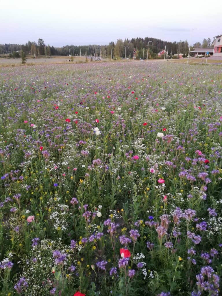 Koristekukka diana maisemaseos peltosiemen Junttilan tila maisemapelto siemenet hunajakukka siemen 2019