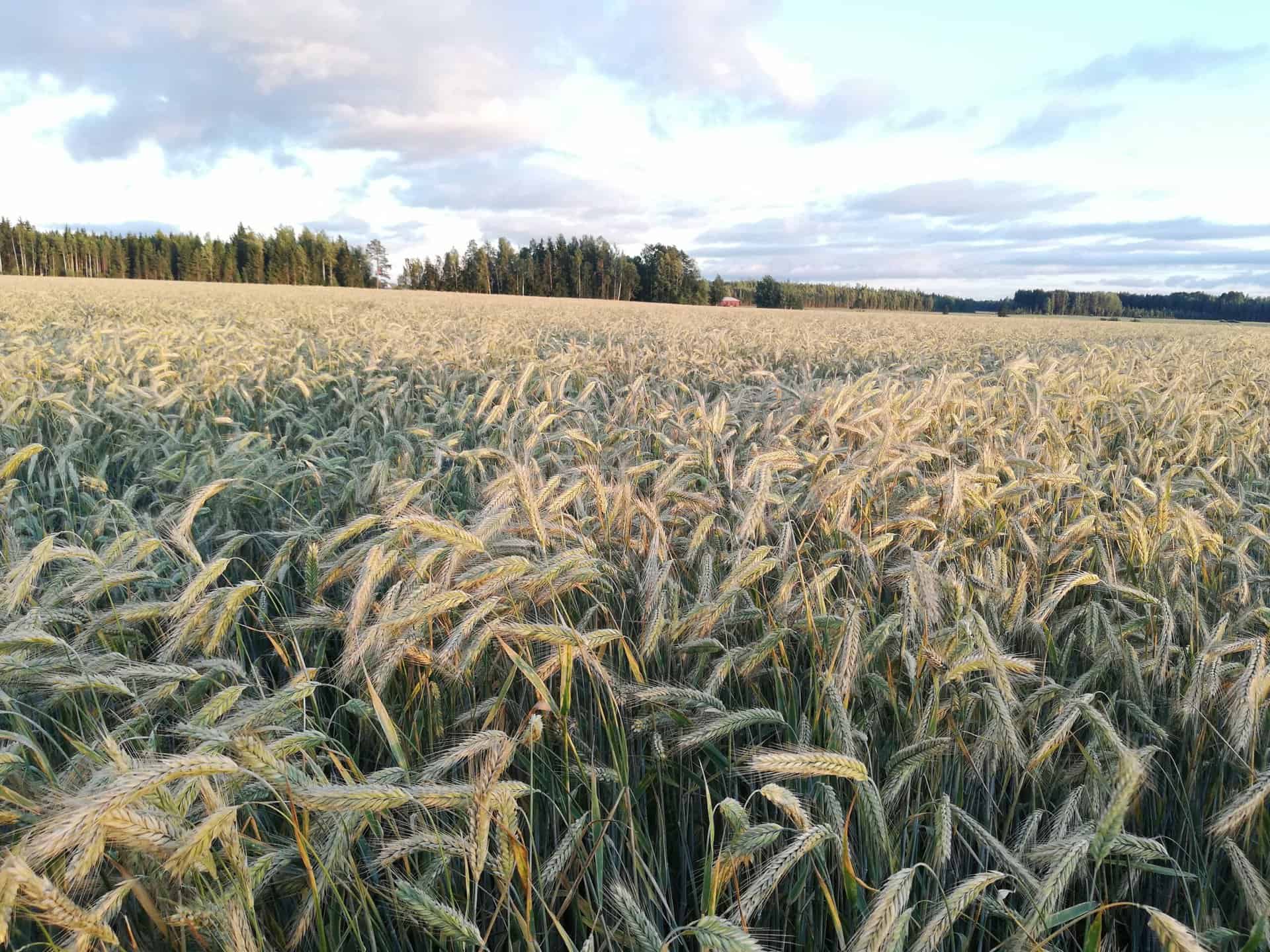 KWS Jethro Hybridisyysruis Junttilan Tila
