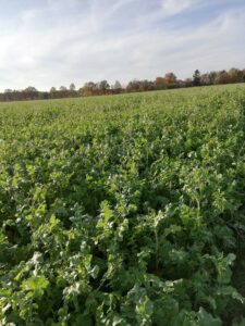 Öljyretikka Junttilan tila siemenet öljyretikan siemen 2019