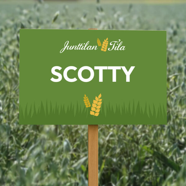 Junttilan Tila Scotty kaura