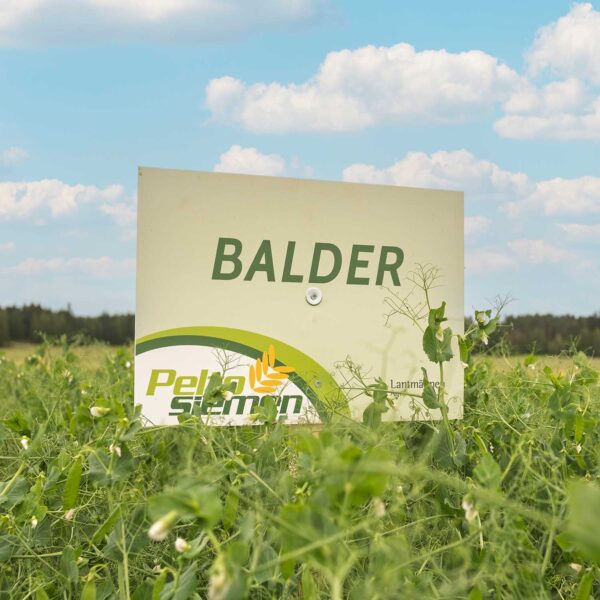 Balder herne on uusi satoisa keltasiemeninen herne