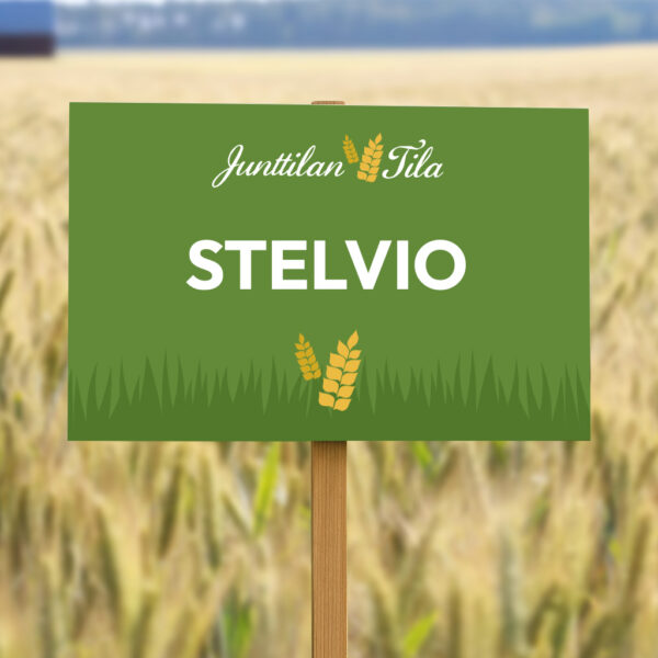 Junttilan Tila Stelvio syysruisvehnä siemenet