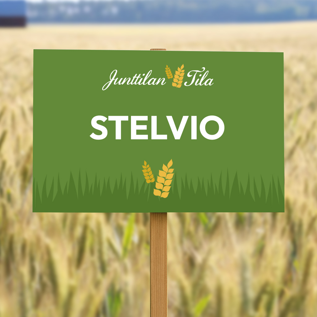 Junttilan Tila Stelvio syysruisvehnä siemenet