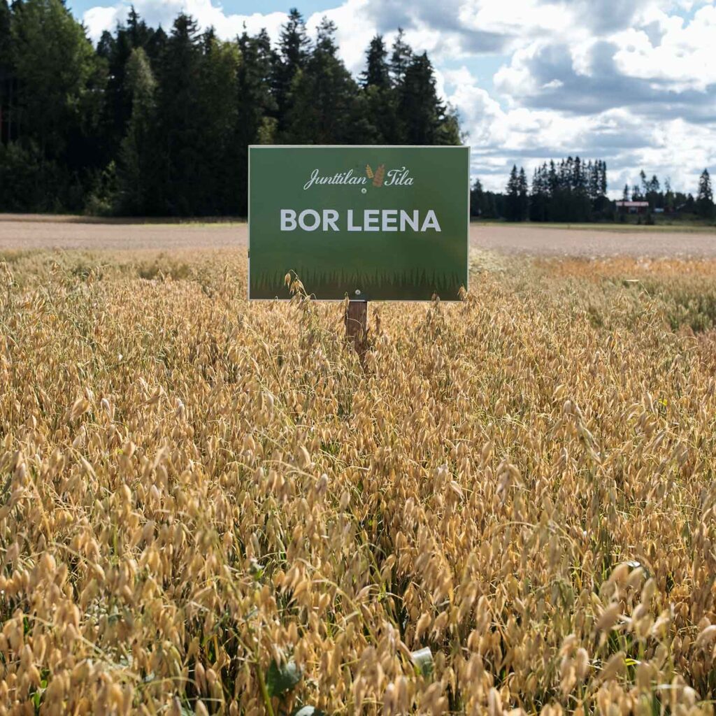 BOR Leena kaura on isojyväinen laatukaura kaikkiin kauran käyttökohteisiin!