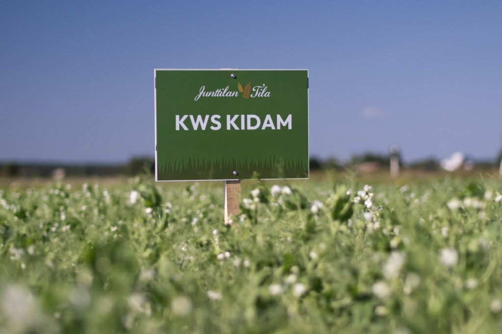 KWS Kidam herne Junttilan Tilan koeruuduilla