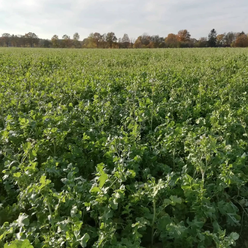 Öljyretikka maanparannuskasvi Junttilan Tila