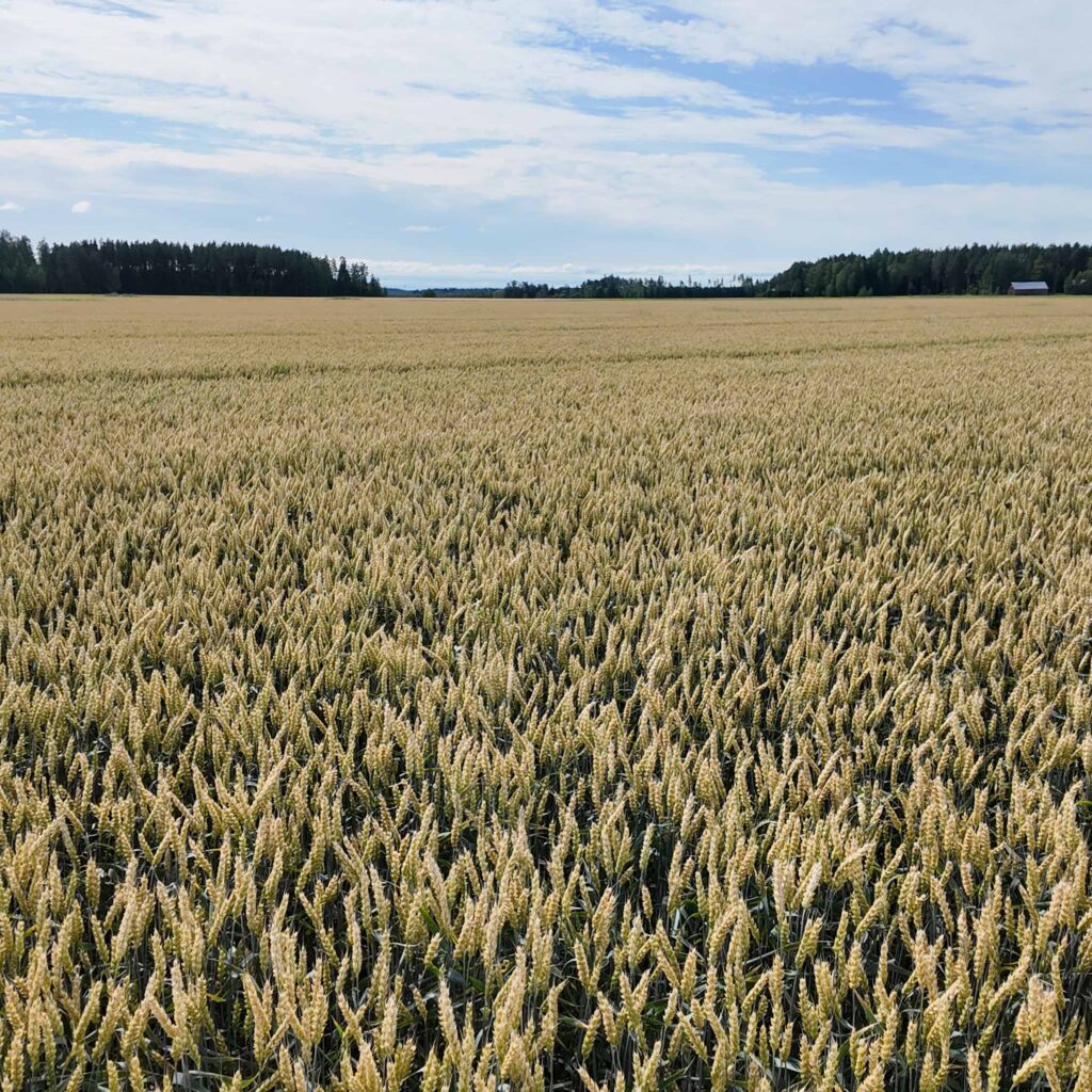 Salamus syysvehnä talvehti hyvin vaikeasta talvesta huolimatta